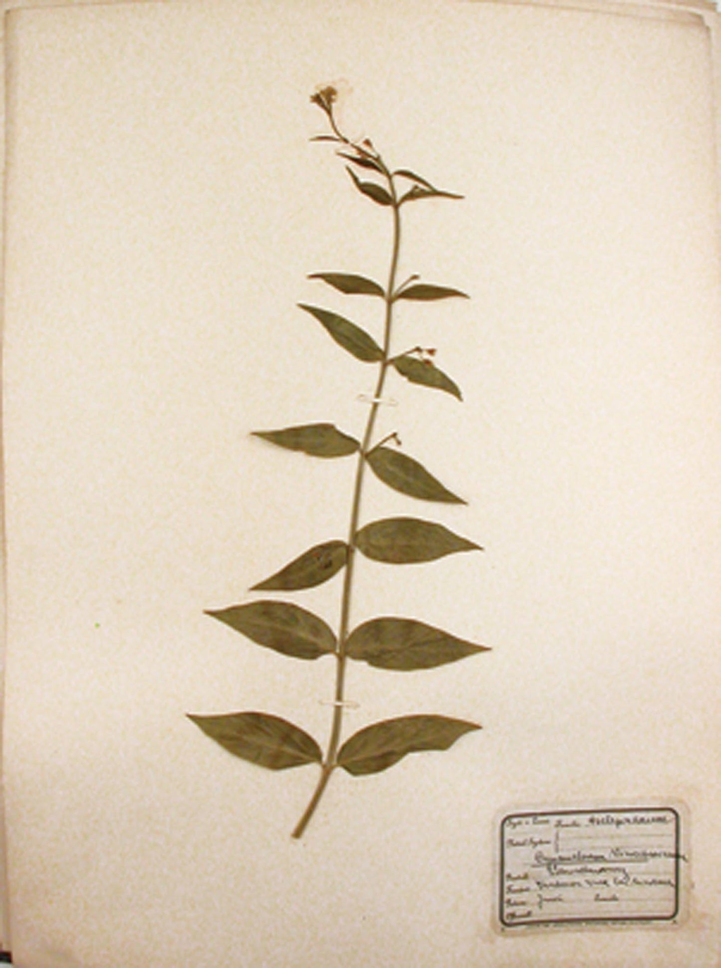 UNKNOWN - Herbarium Stuttgart : Franz Salzberger. - 1900