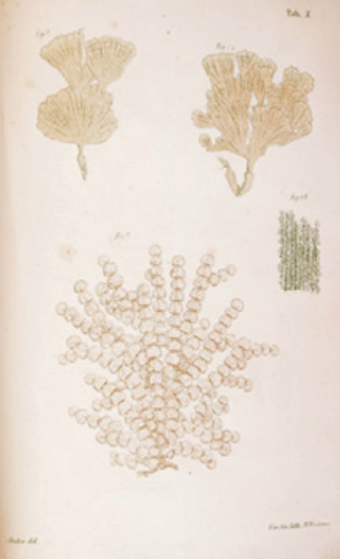 Joanni Zanardini - Plantarum In Mari Rubro hucusque collectarum enumerato (Juvante A. Figari) - 1858