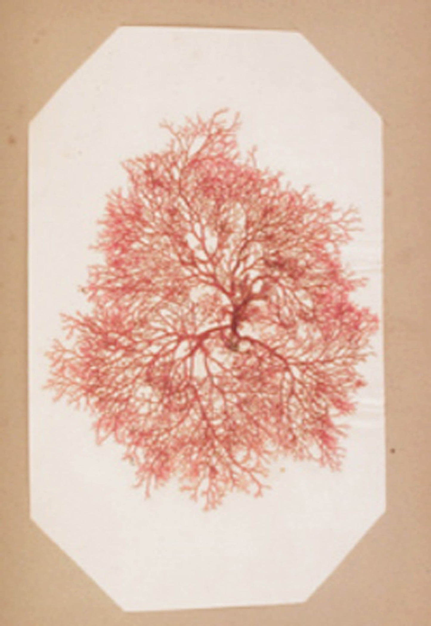 UNKNOWN - Ocean Offering - 1864