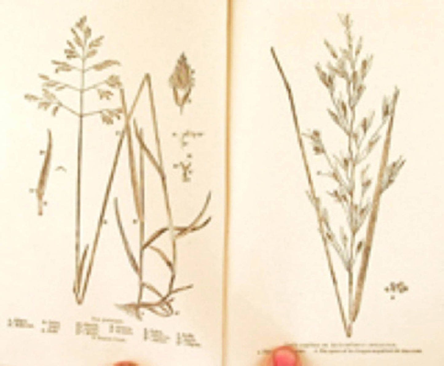 James Buckman - The natural history of British meadow and pasture grasses, with an account of their economy and agricultural indications. - 1858