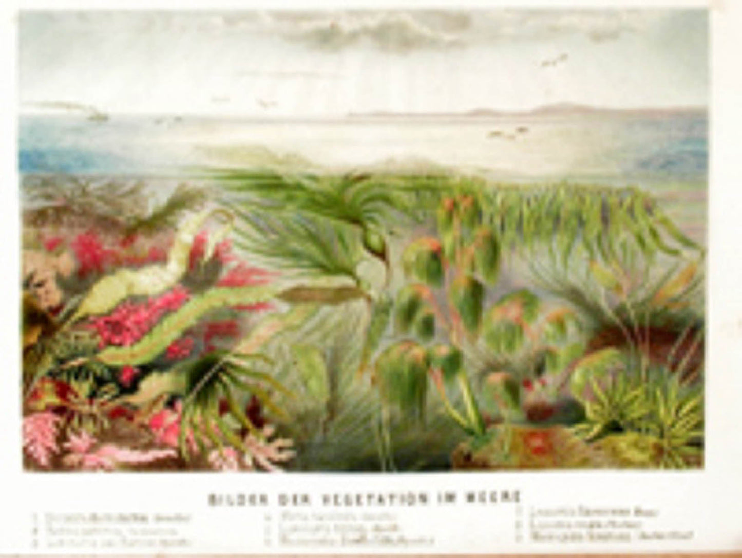 Schleiden - Das Meer - 1869
