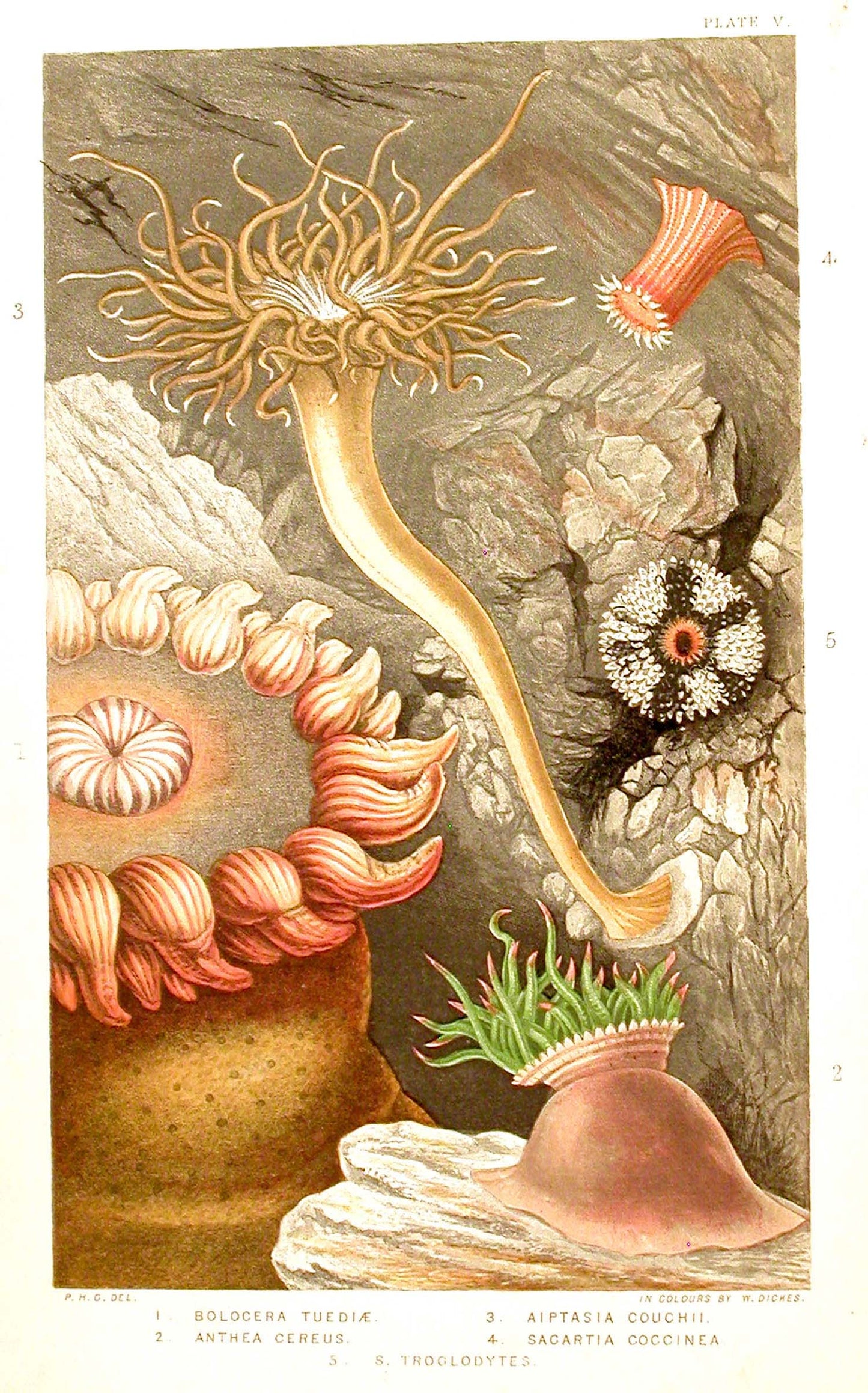 Philip Henry Gosse - A History of the British Sea Anemones and Corals. - 1860