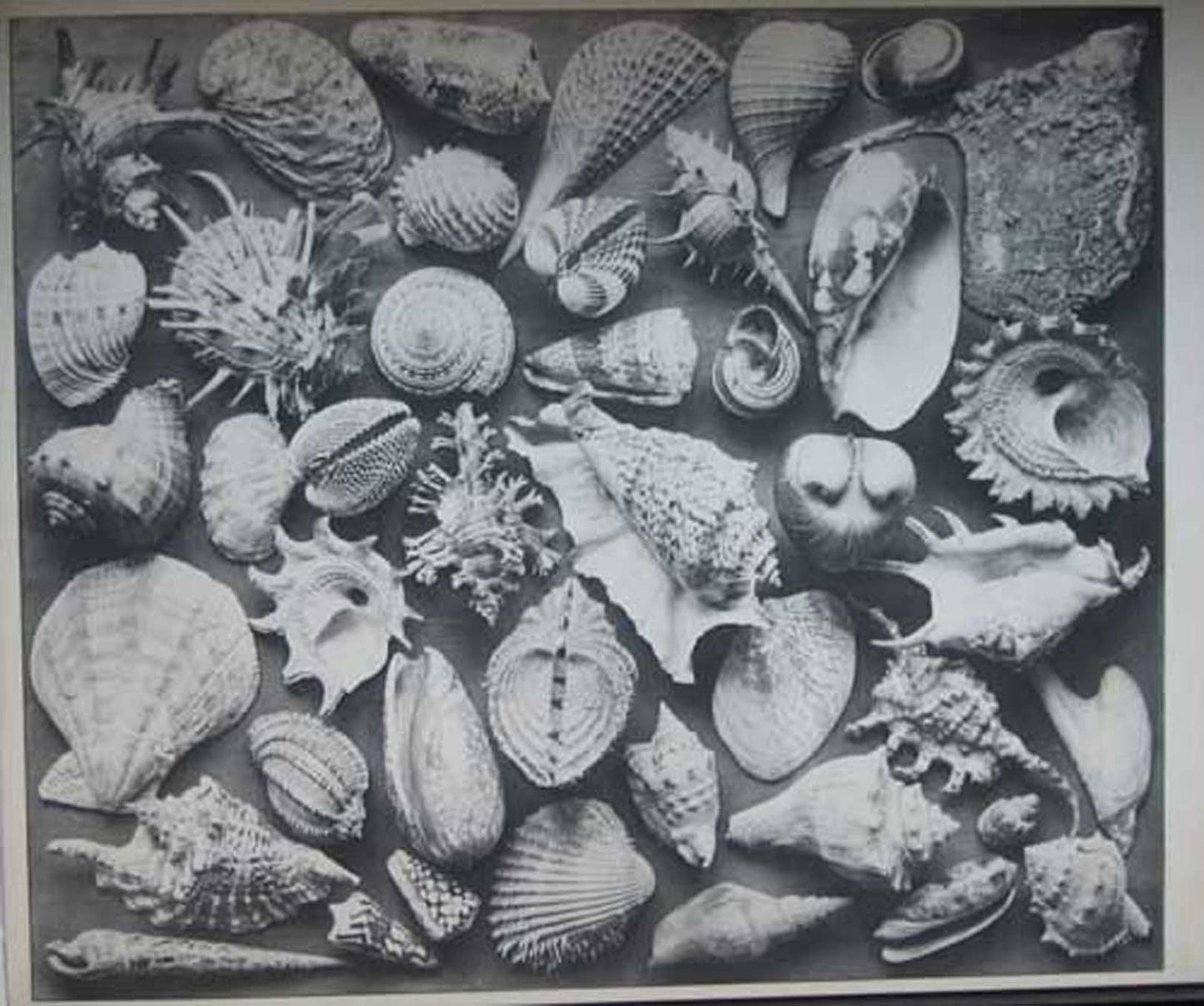 UNKNOWN - Formenwelt aus dem Naturreiche - 1904