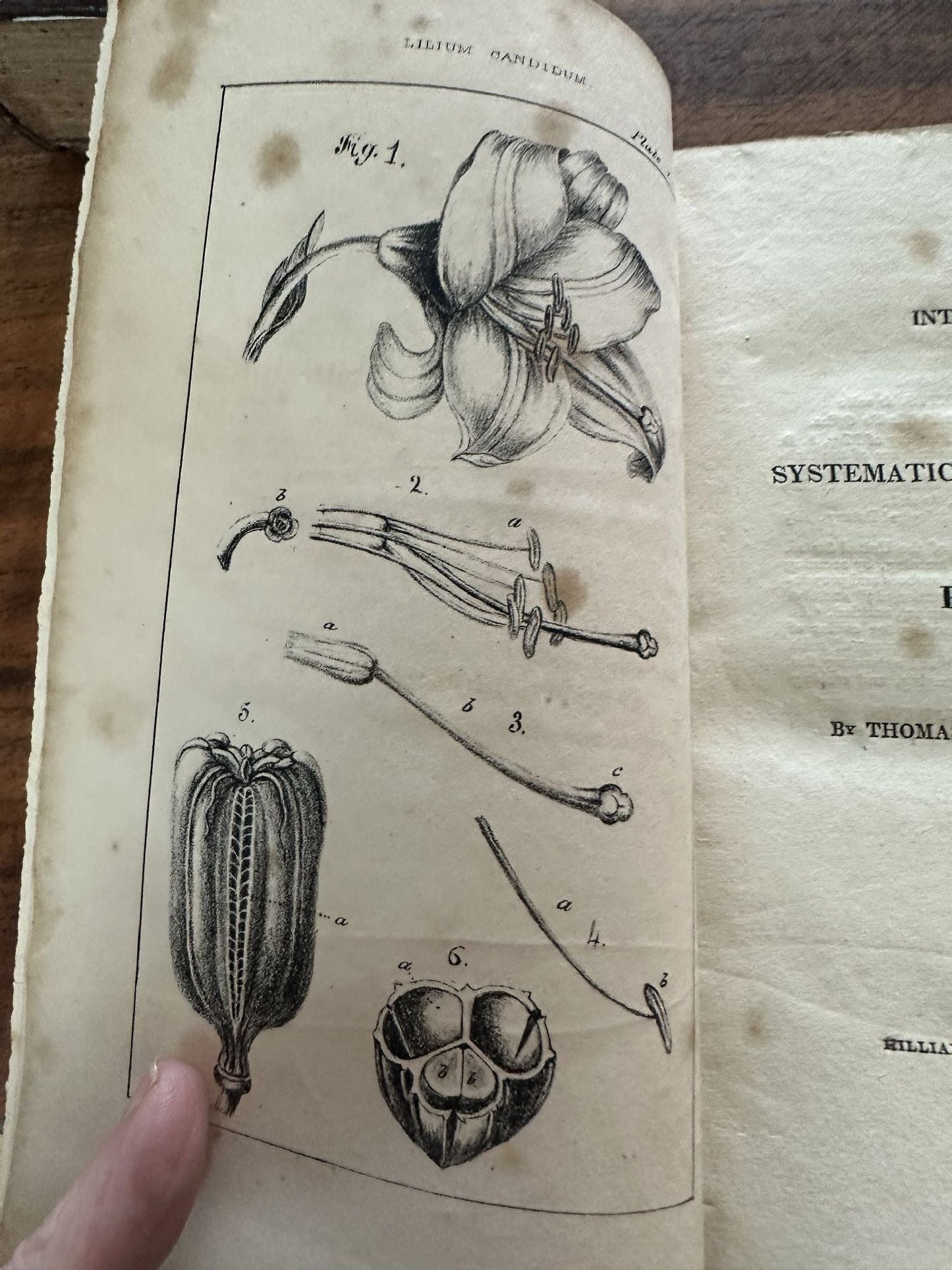 Thomas Nuttall - An Introduction to Systematic and Physiological Botany. Cambridge, MA: Hilliard and Brown; Boston: Hilliard, Gray, Little and Wilkins and Richardson and Lord - 1827