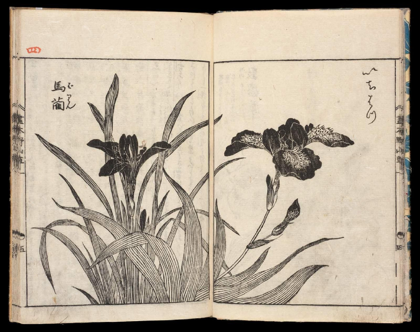 Yasukuni Hokyo - EHON NOYAMA GUSA / Picture Book of Wild Flowers - 1806