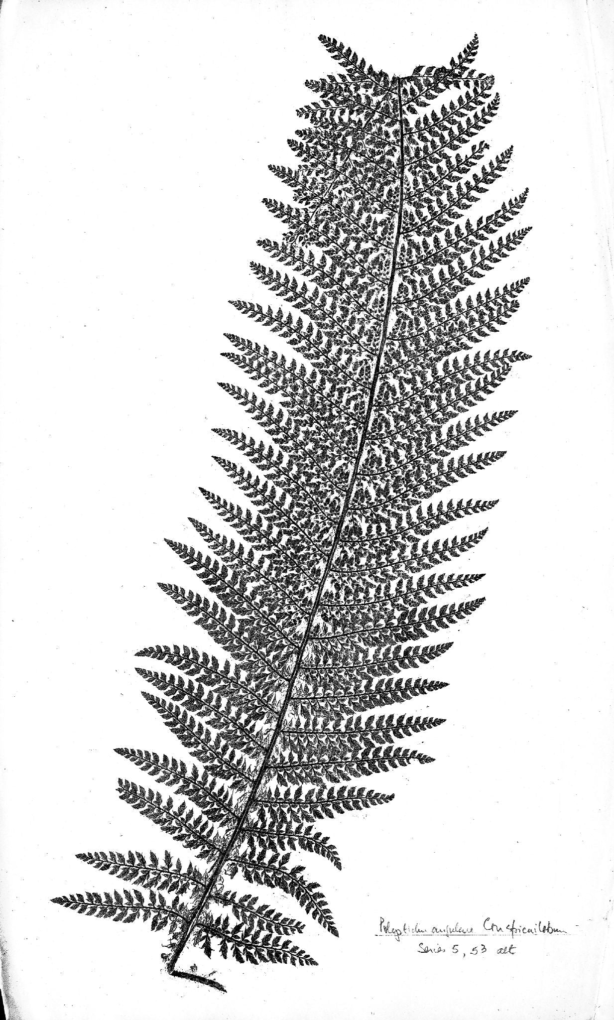 Arthur Mowbray Jones - Varieties of the British species of ferns (nature printed) - 1876-1880