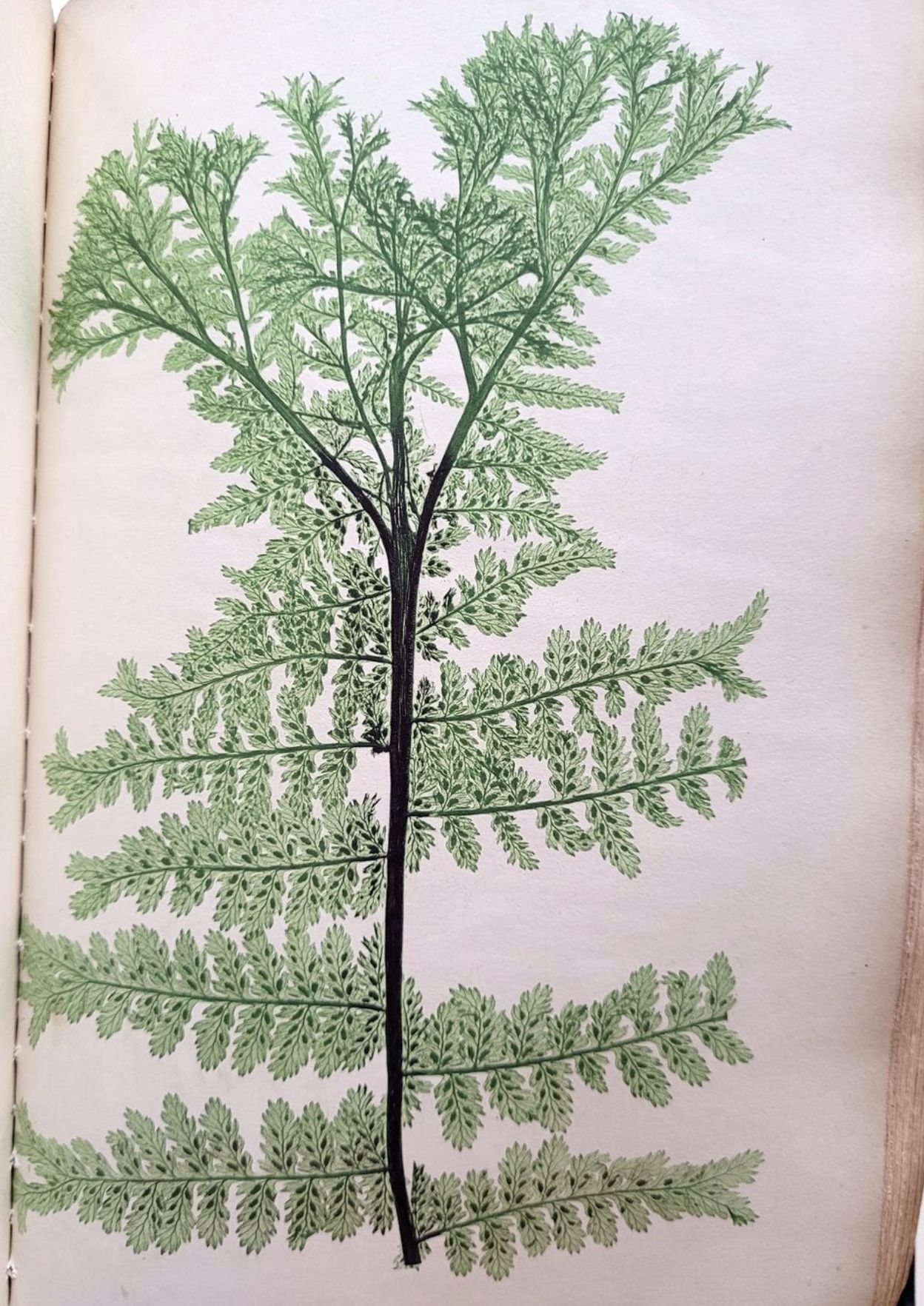 Thomas Moore - The Octavo Nature-Printed British Ferns - 1859 [13852-BK]