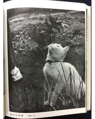 Hachiro Suzuki - Photographing my Garden - 1938