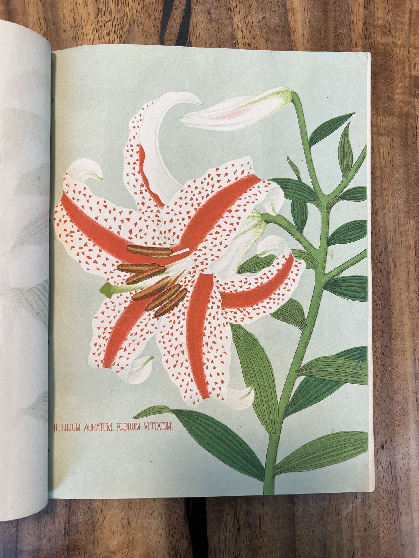 UNKNOWN - [Nursery catalogues]