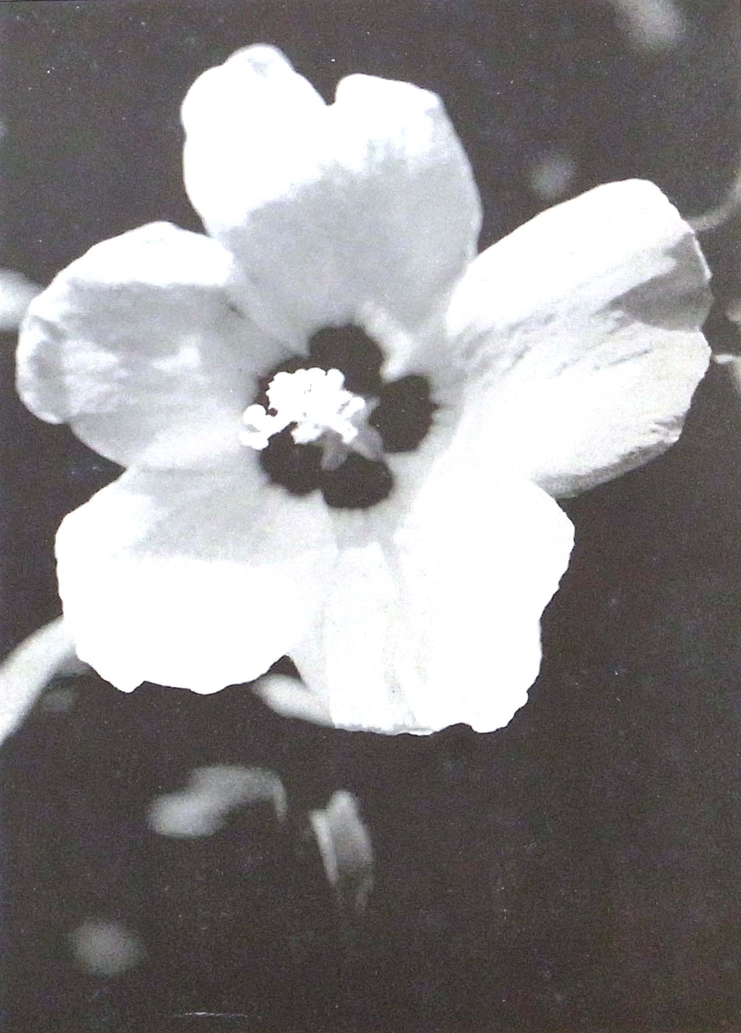 Katsuji Fukuda - Hana no Utsushikata - 1941