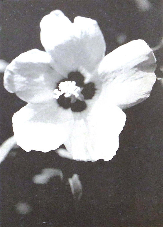 Katsuji Fukuda - Hana no Utsushikata - 1941