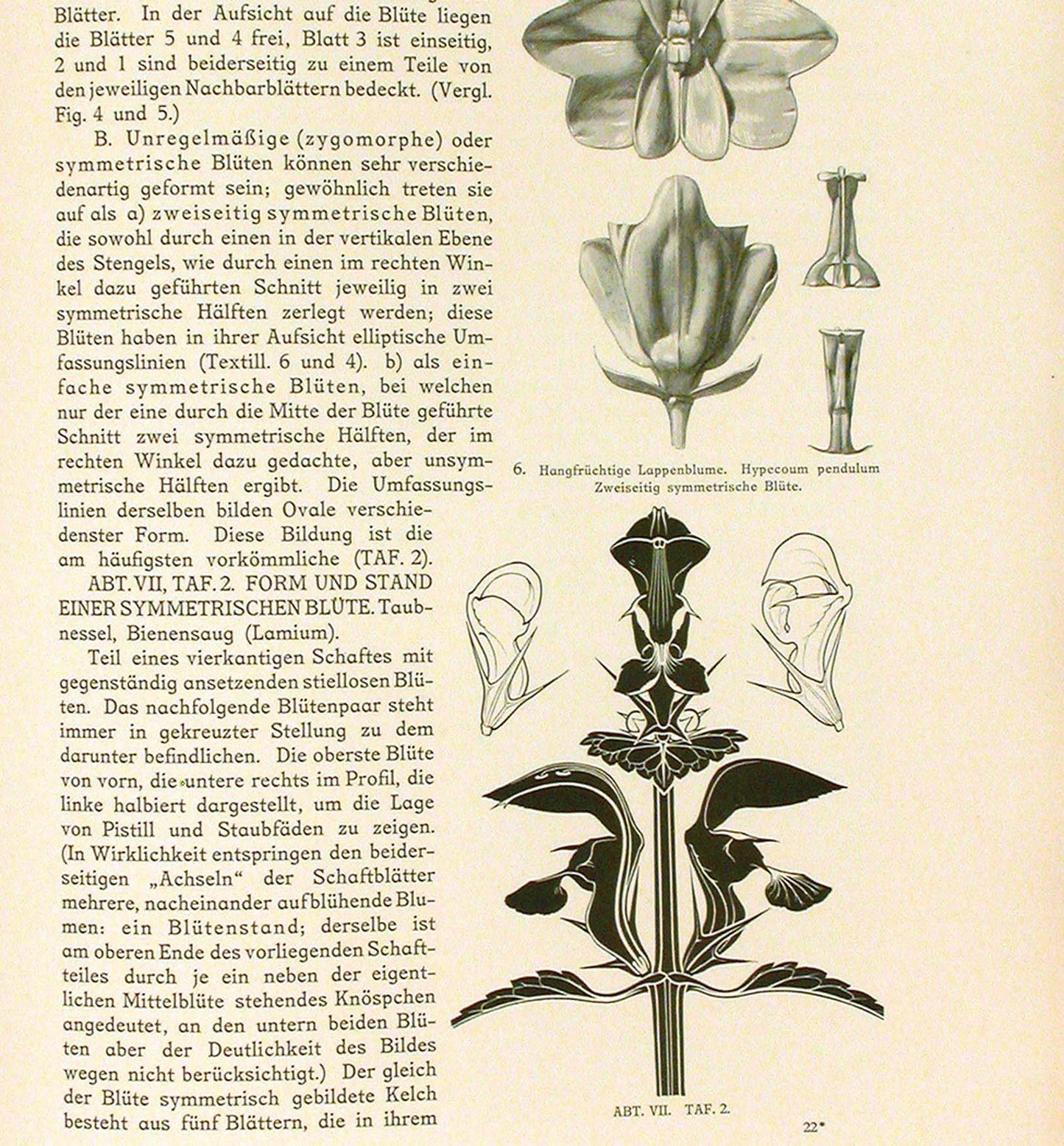 M Meurer - Vergleichende Formenlehre des Ornamentes und der Pflanze - 1909