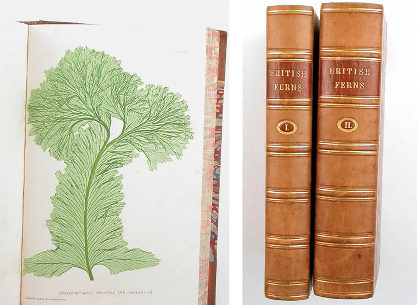 Thomas Moore - The Octavo Nature-Printed British Ferns - 1859 [0481]