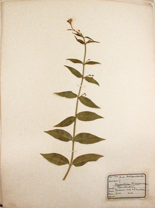 UNKNOWN - Herbarium Stuttgart : Franz Salzberger. - 1900