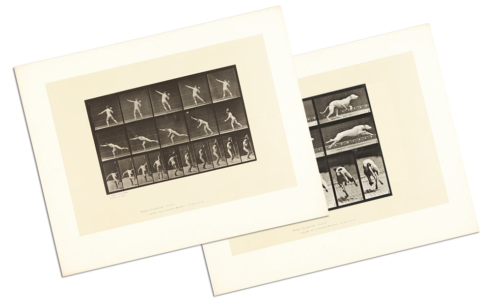 Eadweard Muybridge - Animal Locomotion - Large portfolio of 100 plates - 1960's edition