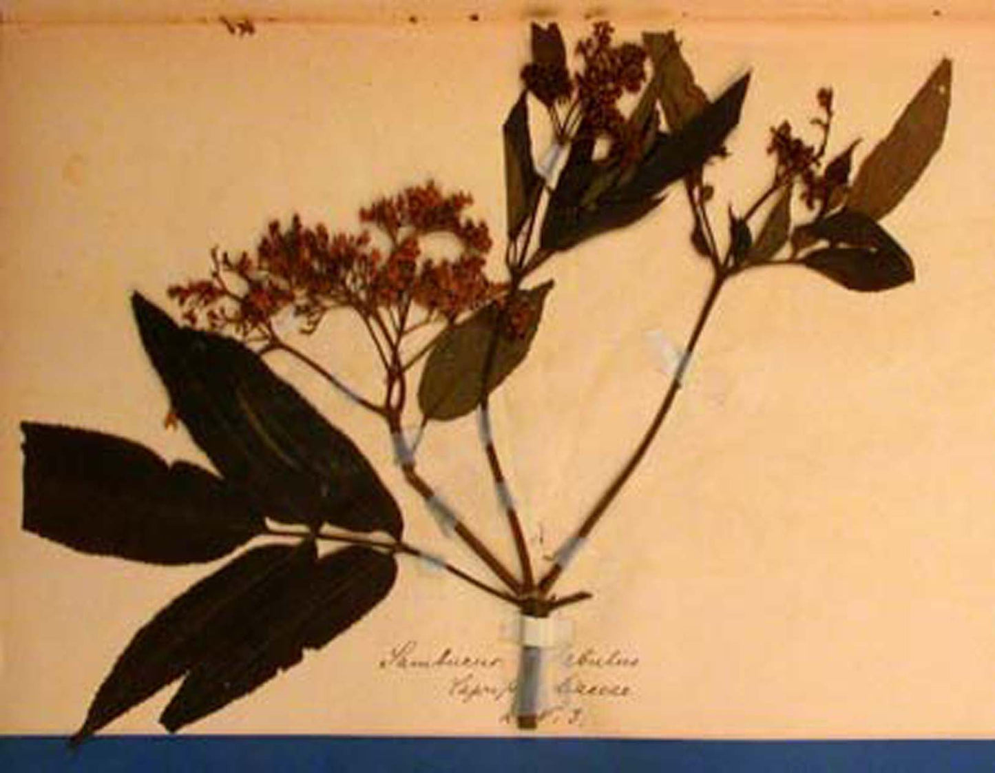 UNKNOWN - Herbarium