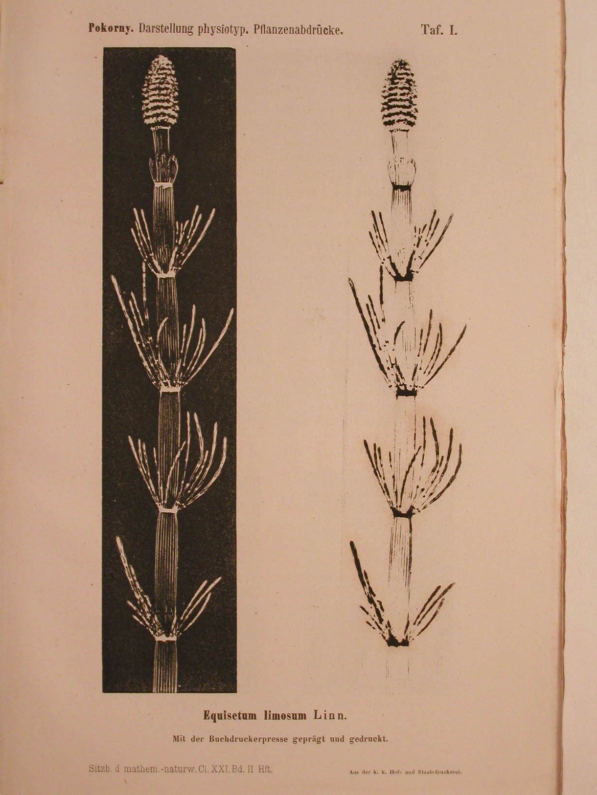 Alois Pokorny - Über die Anwendung der Buchdruckerpresse zur Darstellung physiotypischer Pflanzenabdrücke - 1856 [13834-BK]