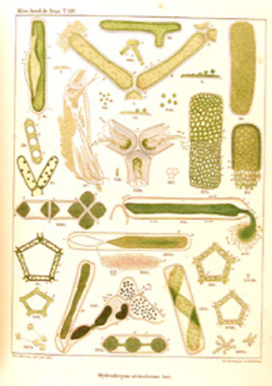Charles Morren - RECHERCHES PHYSIOLOGIQUES SUR LES HYDROPHYTES DE LA BELGIQUE. PREMIER[-SIXIEME] - 1838 - 1841