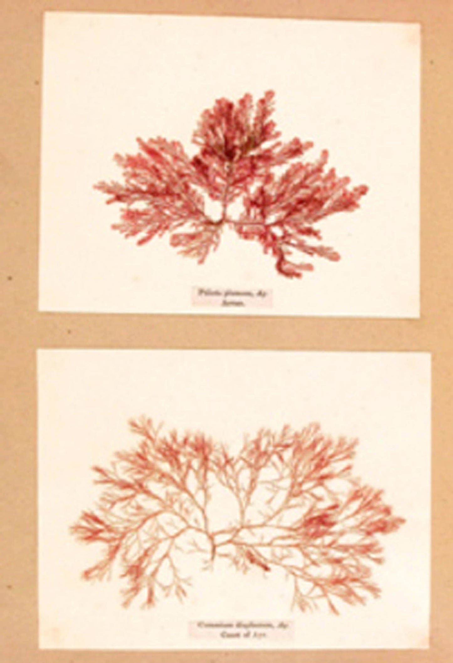 Sea-Weed - Treasures of the Deep or, Specimens of Scottish Sea-Weeds. natural Order, Algae - 1847
