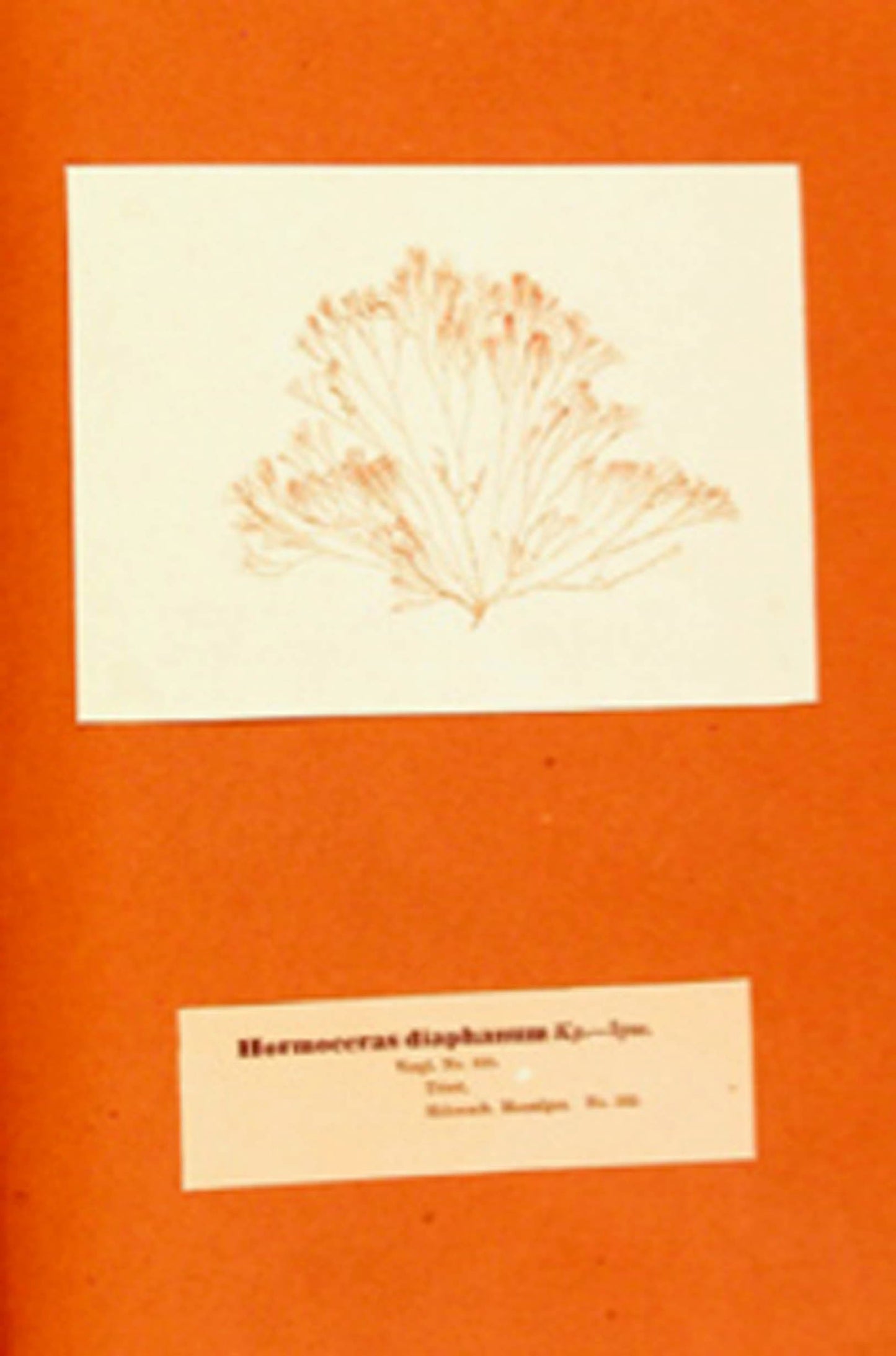 Dr. R. F. Hohenacher - Algae marinae siccatae. Eine Sammlung europäischer und ausländischer Meeralgen in getrockneten Exemplaren mit einem kurzen Texte versehen von Prof. Dr. Kützing. - 1862