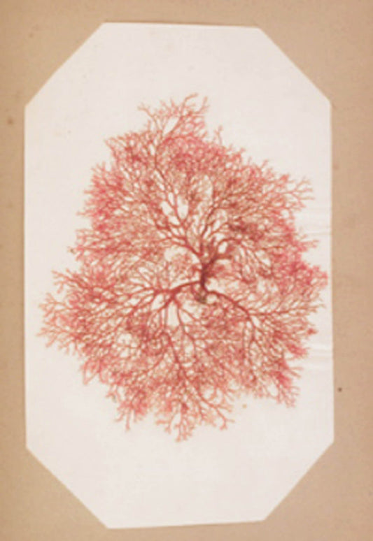 UNKNOWN - Ocean Offering - 1864