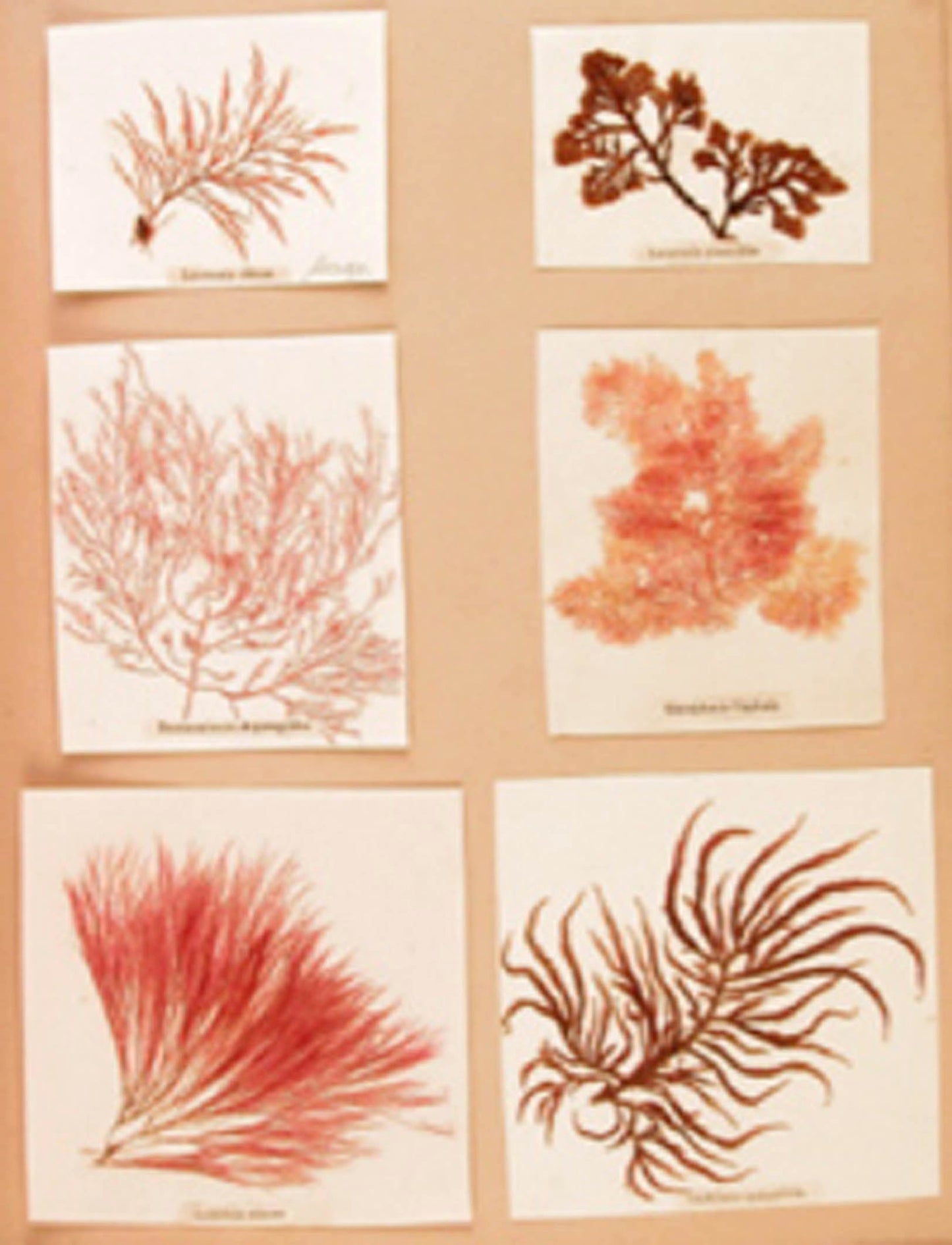 UNKNOWN - Algae - c 1850's