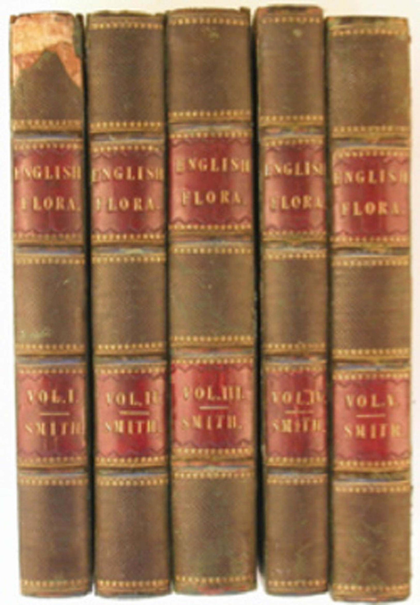 Sir James Edward Smith - The English Flora, plus supplementary volume on Cryptogamia by W J Hooker, - 1828-33