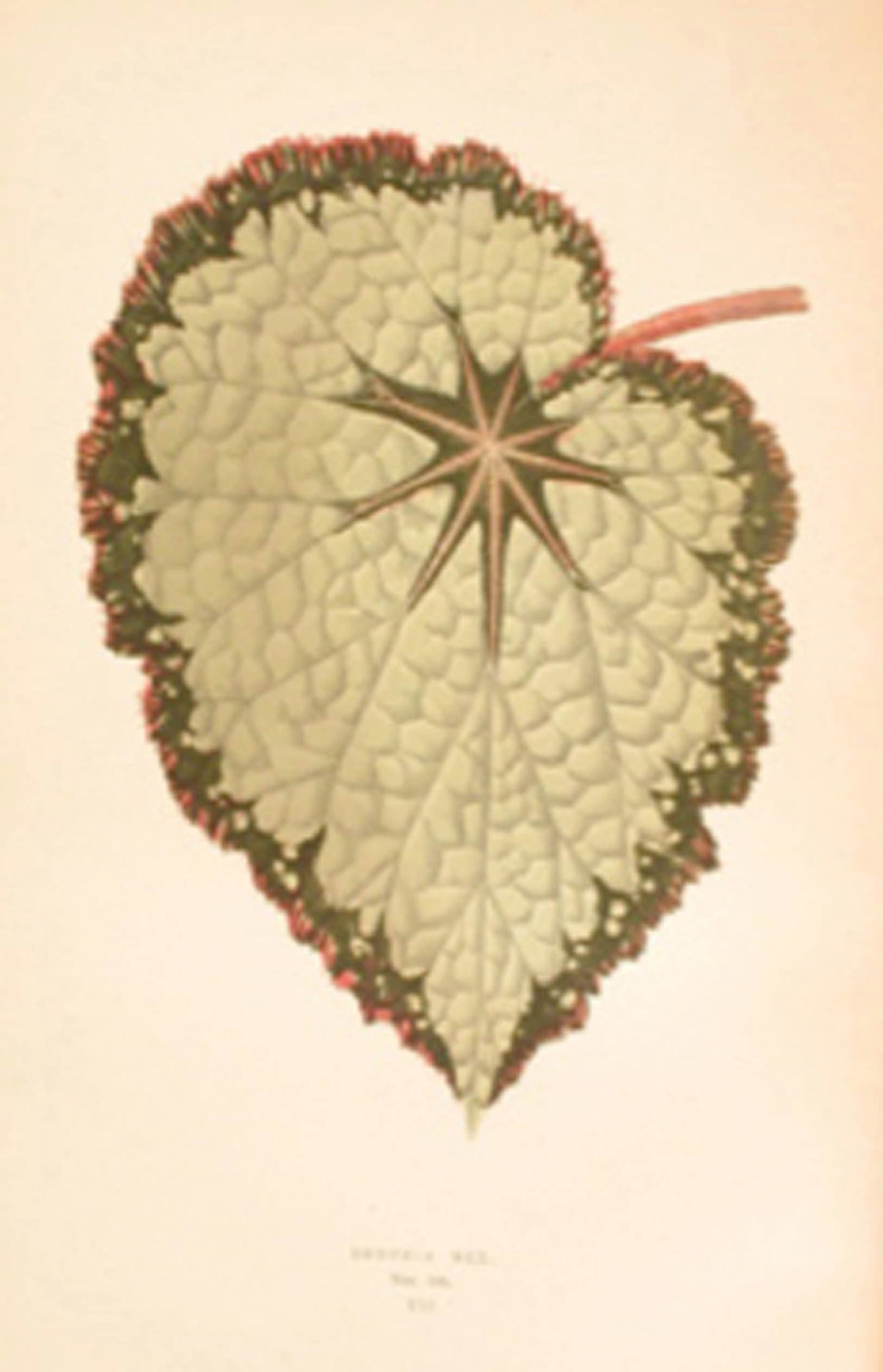 LOWE, E. J. and HOWARD, W. - Beautiful Leaved Plants. Being a Description of the Most Beautiful Leaved Plants in Cultivation in This Country. - 1891