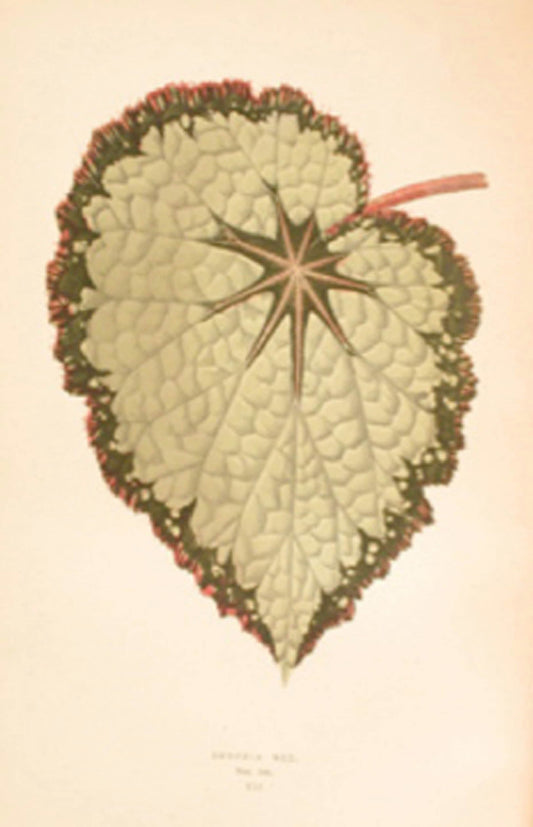 LOWE, E. J. and HOWARD, W. - Beautiful Leaved Plants. Being a Description of the Most Beautiful Leaved Plants in Cultivation in This Country. - 1891