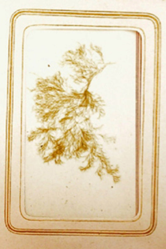 UNKNOWN - SeaWeed Album - c1880s