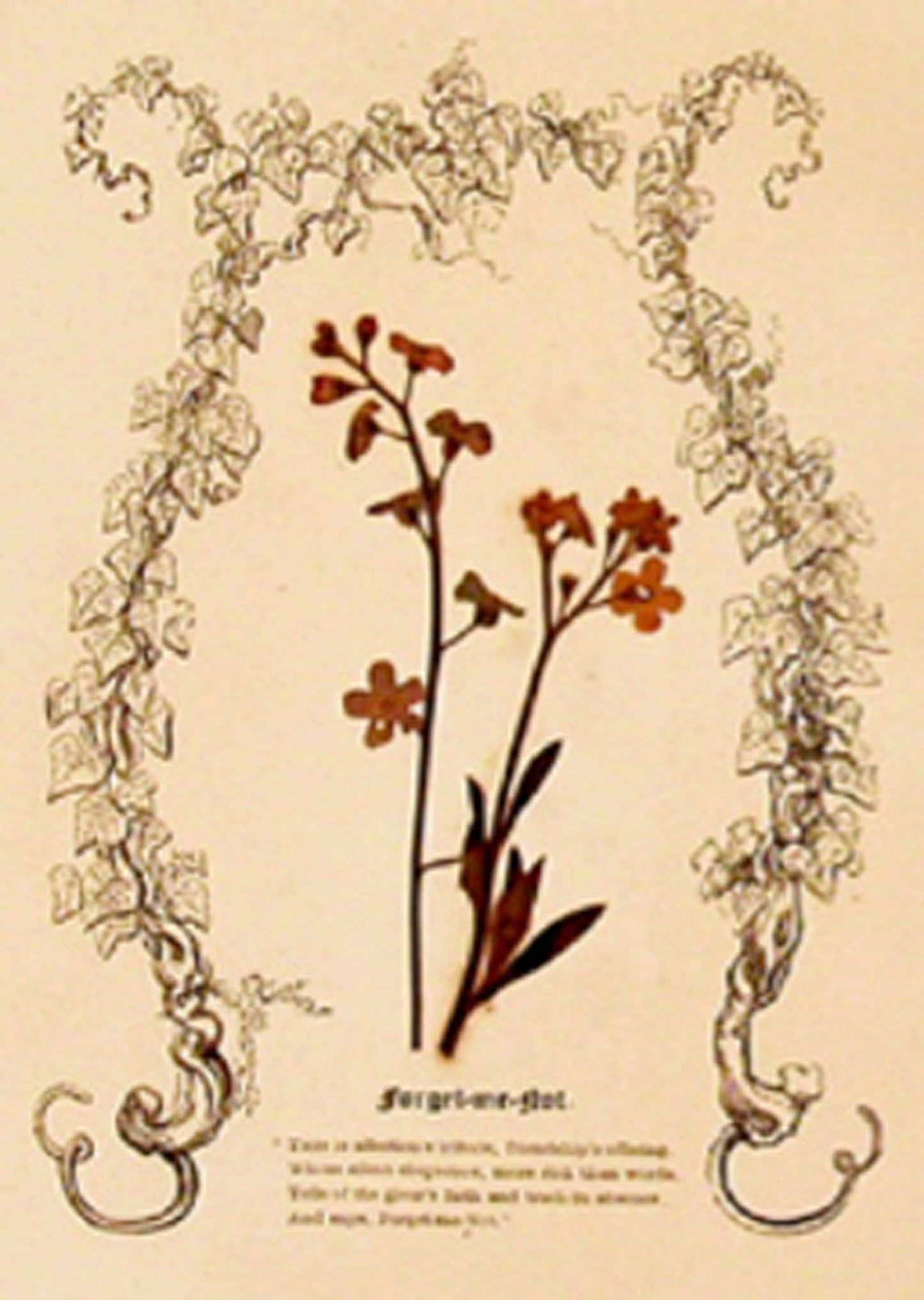 Mary Howard - Wild Flowers and their Teachings. - 1848
